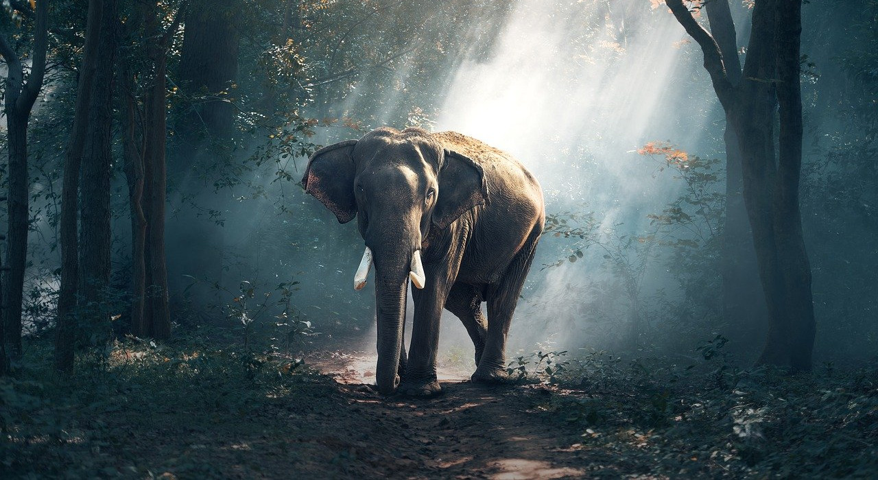 Elefant